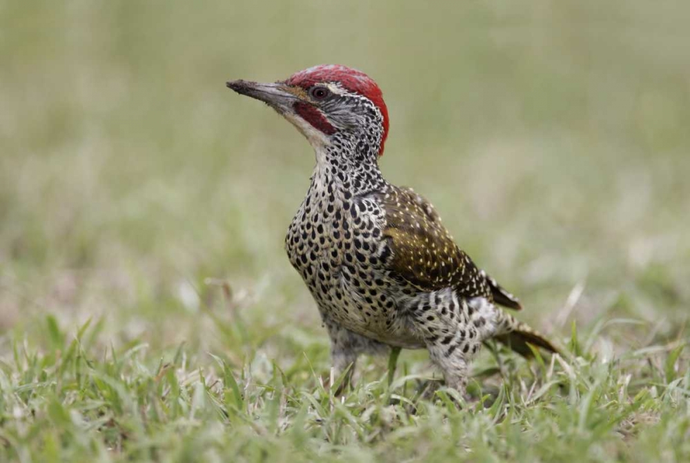 Kenya, Masai Mara, Nubian woodpecker in grass
